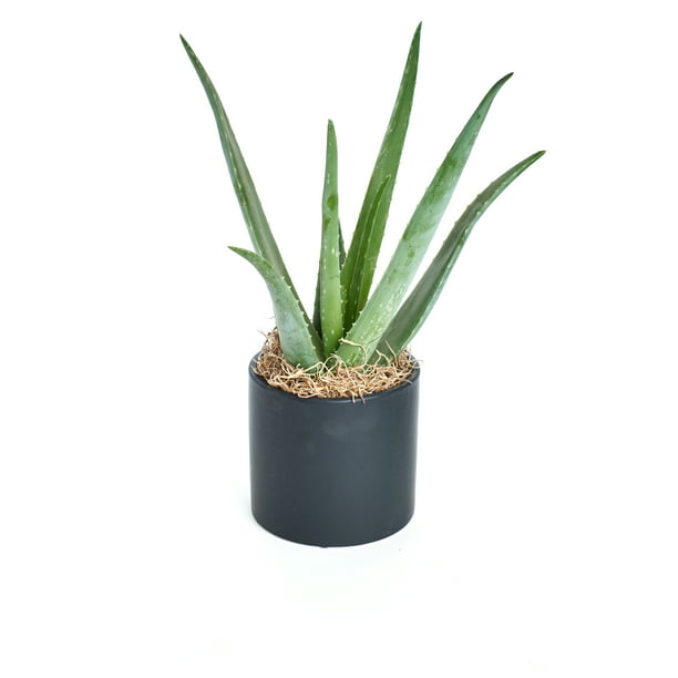 5x Aloe Vera Medicinal Organic Succulent Live Plant Natural Leafs Fresh Home Fit